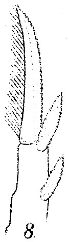 Espce Corycaeus (Ditrichocorycaeus) africanus - Planche 3 de figures morphologiques