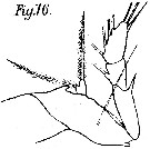 Espce Corycaeus (Ditrichocorycaeus) africanus - Planche 4 de figures morphologiques