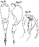 Espce Corycaeus (Ditrichocorycaeus) africanus - Planche 5 de figures morphologiques