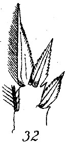 Espce Corycaeus (Ditrichocorycaeus) africanus - Planche 6 de figures morphologiques