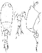 Espce Corycaeus (Ditrichocorycaeus) amazonicus - Planche 2 de figures morphologiques