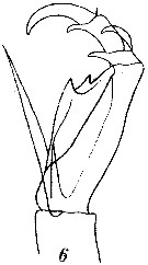Espce Corycaeus (Ditrichocorycaeus) amazonicus - Planche 3 de figures morphologiques