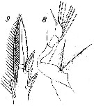 Espce Corycaeus (Ditrichocorycaeus) amazonicus - Planche 4 de figures morphologiques