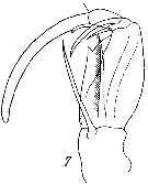 Espce Corycaeus (Ditrichocorycaeus) amazonicus - Planche 6 de figures morphologiques