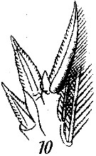 Espce Corycaeus (Ditrichocorycaeus) amazonicus - Planche 7 de figures morphologiques