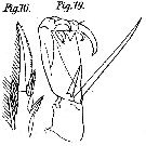 Espce Corycaeus (Ditrichocorycaeus) erythraeus - Planche 4 de figures morphologiques