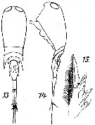 Espce Corycaeus (Ditrichocorycaeus) erythraeus - Planche 5 de figures morphologiques