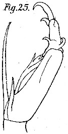 Espce Corycaeus (Ditrichocorycaeus) dahli - Planche 8 de figures morphologiques