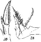 Espce Corycaeus (Ditrichocorycaeus) dahli - Planche 9 de figures morphologiques