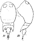 Espce Corycaeus (Onychocorycaeus) pumilus - Planche 2 de figures morphologiques