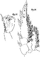 Espce Corycaeus (Onychocorycaeus) pumilus - Planche 3 de figures morphologiques