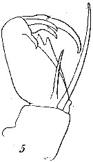 Espce Corycaeus (Onychocorycaeus) giesbrechti - Planche 10 de figures morphologiques