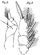 Espce Corycaeus (Onychocorycaeus) giesbrechti - Planche 11 de figures morphologiques