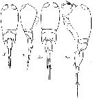 Espce Corycaeus (Onychocorycaeus) giesbrechti - Planche 12 de figures morphologiques