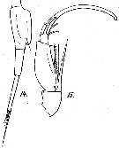 Espce Corycaeus (Onychocorycaeus) agilis - Planche 9 de figures morphologiques