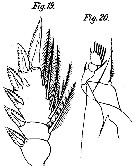 Espce Corycaeus (Onychocorycaeus) agilis - Planche 10 de figures morphologiques