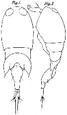 Espce Corycaeus (Onychocorycaeus) latus - Planche 6 de figures morphologiques