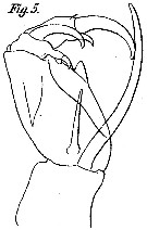 Espce Corycaeus (Onychocorycaeus) latus - Planche 7 de figures morphologiques