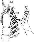 Espce Corycaeus (Onychocorycaeus) latus - Planche 8 de figures morphologiques