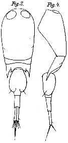 Espce Corycaeus (Onychocorycaeus) latus - Planche 9 de figures morphologiques