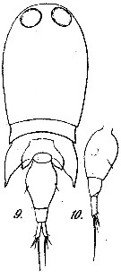 Espce Corycaeus (Onychocorycaeus) ovalis - Planche 3 de figures morphologiques