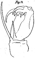 Espce Corycaeus (Onychocorycaeus) ovalis - Planche 4 de figures morphologiques