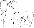 Espce Corycaeus (Onychocorycaeus) ovalis - Planche 6 de figures morphologiques