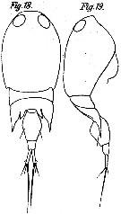 Espce Corycaeus (Onychocorycaeus) catus - Planche 8 de figures morphologiques