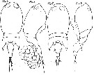 Espce Corycaeus (Onychocorycaeus) pacificus - Planche 5 de figures morphologiques