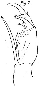 Espce Corycaeus (Onychocorycaeus) pacificus - Planche 6 de figures morphologiques