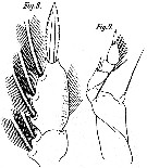 Espce Corycaeus (Onychocorycaeus) pacificus - Planche 7 de figures morphologiques