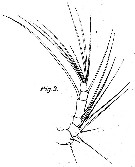 Espce Corycaeus (Corycaeus) speciosus - Planche 12 de figures morphologiques