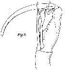 Espce Corycaeus (Corycaeus) speciosus - Planche 13 de figures morphologiques