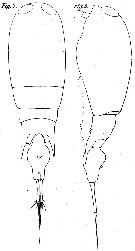 Espce Corycaeus (Agetus) flaccus - Planche 8 de figures morphologiques