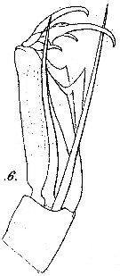 Espce Corycaeus (Agetus) flaccus - Planche 9 de figures morphologiques