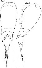 Espce Corycaeus (Agetus) flaccus - Planche 10 de figures morphologiques