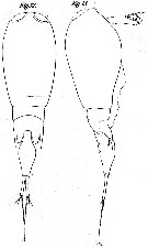 Espce Corycaeus (Agetus) limbatus - Planche 8 de figures morphologiques