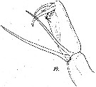 Espce Corycaeus (Agetus) limbatus - Planche 9 de figures morphologiques