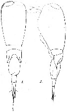 Espce Corycaeus (Agetus) limbatus - Planche 11 de figures morphologiques