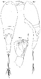 Espce Corycaeus (Urocorycaeus) lautus - Planche 5 de figures morphologiques