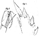 Species Corycaeus (Agetus) limbatus - Plate 12 of morphological figures