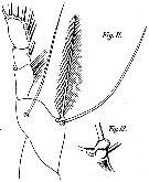 Espce Corycaeus (Urocorycaeus) lautus - Planche 6 de figures morphologiques