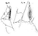 Espce Corycaeus (Urocorycaeus) lautus - Planche 9 de figures morphologiques