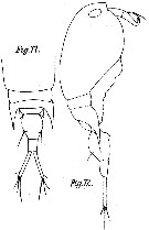 Espce Corycaeus (Ditrichocorycaeus) anglicus - Planche 3 de figures morphologiques