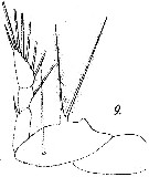 Espce Corycaeus (Ditrichocorycaeus) anglicus - Planche 6 de figures morphologiques
