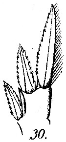 Espce Corycaeus (Ditrichocorycaeus) anglicus - Planche 8 de figures morphologiques