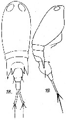 Espce Corycaeus (Ditrichocorycaeus) brehmi - Planche 3 de figures morphologiques