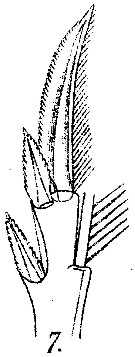 Espce Corycaeus (Ditrichocorycaeus) brehmi - Planche 5 de figures morphologiques