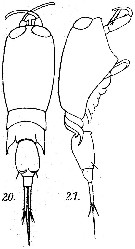 Espce Corycaeus (Ditrichocorycaeus) brehmi - Planche 7 de figures morphologiques