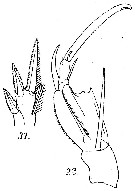 Espce Corycaeus (Ditrichocorycaeus) brehmi - Planche 8 de figures morphologiques
